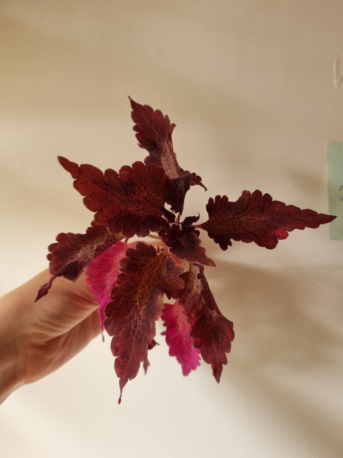 Palettblad Tabasco Coleus Stickling