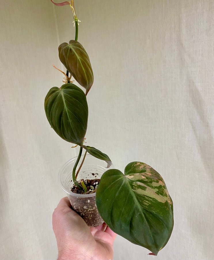 Philodendron Micans Variegata