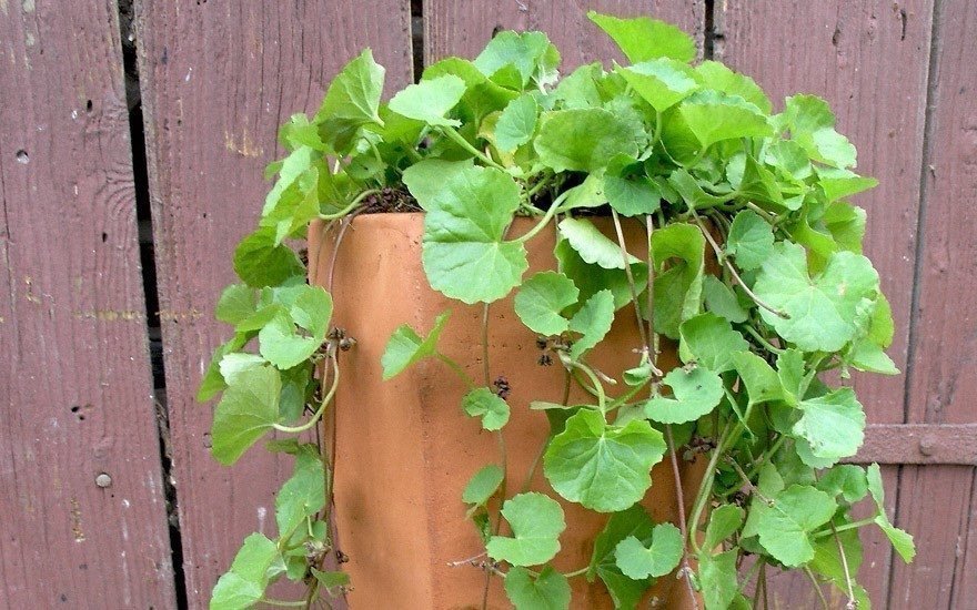 Asiatisk ört - Gotu Kola (Hydrocotyle asiatica)