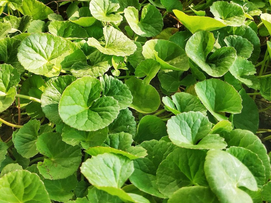 Asiatisk ört - Gotu Kola (Hydrocotyle asiatica)