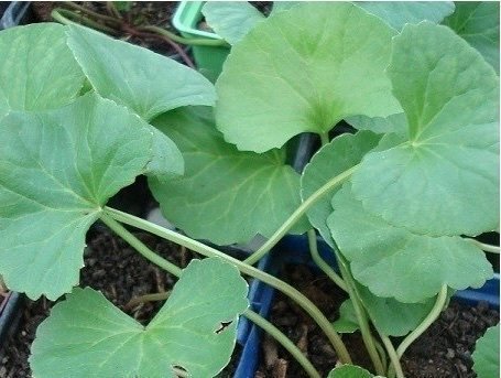 Asiatisk ört - Gotu Kola (Hydrocotyle asiatica)