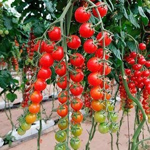 Juanita - sötaste tomaten! -