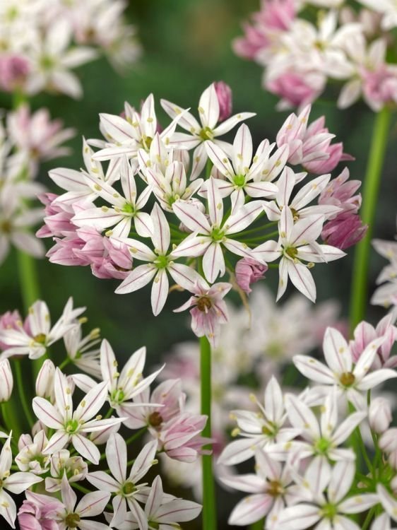 Allium 'Cameleon'5 lökar