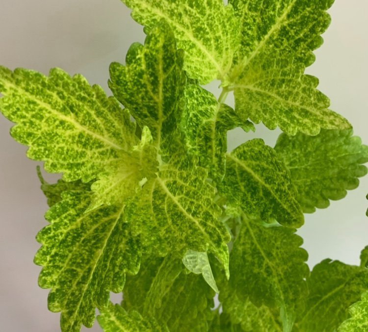 Coleus / TVÅ TJUSIGA STICKLINGAR / skott av palettblad River Walk