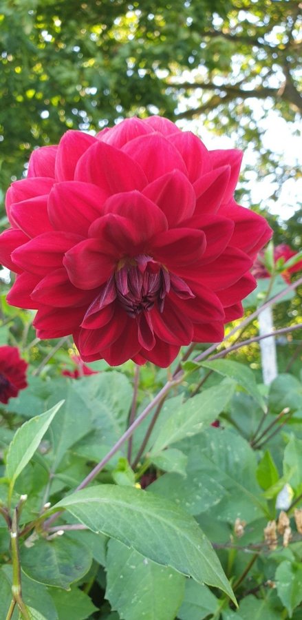 Dahlia 'Karma Choc' mörkröd dahlia knölar