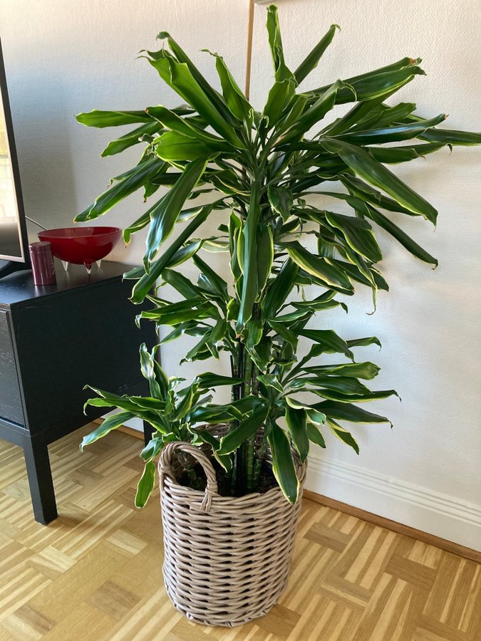 Stor hög Dracena 120 cm