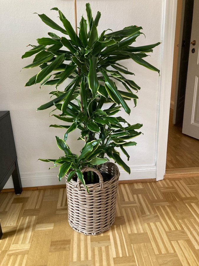 Stor hög Dracena 120 cm