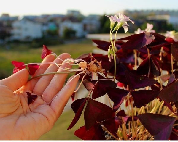 Lyckoklöver, Oxalis triangularis