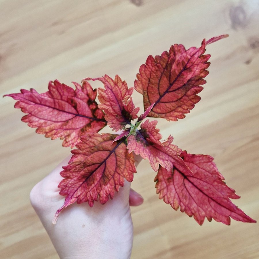 Palettblad/coleus • MAGS • stickling