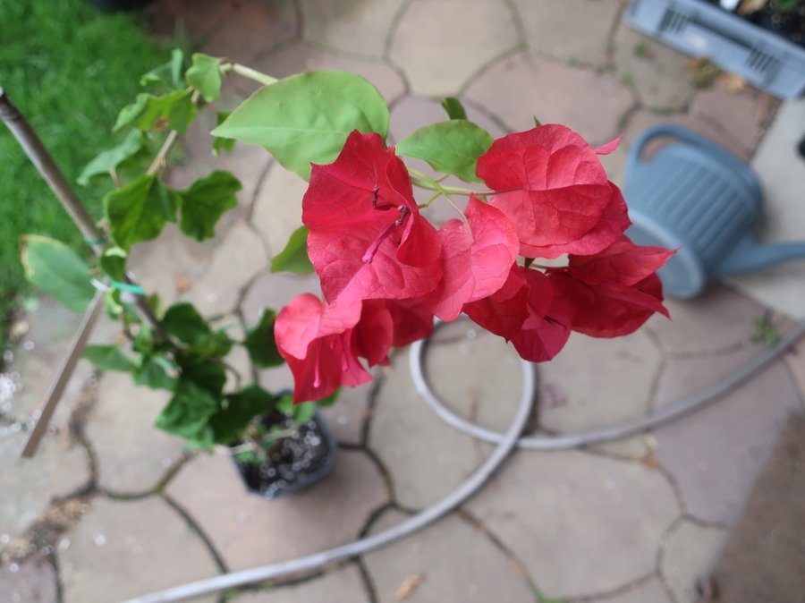 Bougainvillea - Barbara Karst - Välrotad Flergrenad - 45 hög från jordkanten