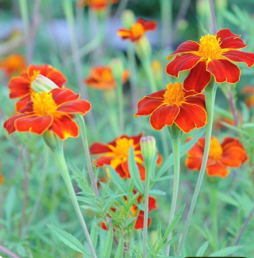 Tagetes Linnea