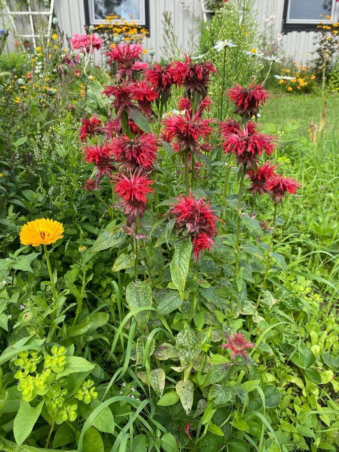 Röd temynta - Monarda Dydyma perenn 2 st