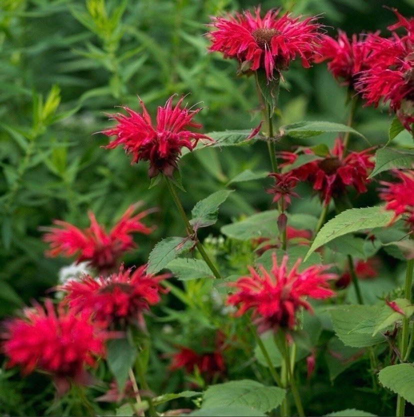 Röd temynta - Monarda Dydyma perenn 2 st