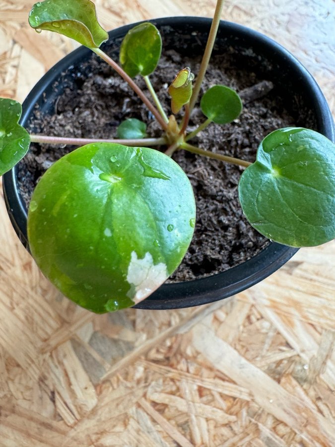 Liten planta variegerad Elefantöra White splash Pilea