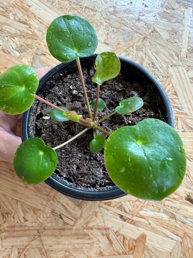 Liten planta variegerad Elefantöra White splash Pilea