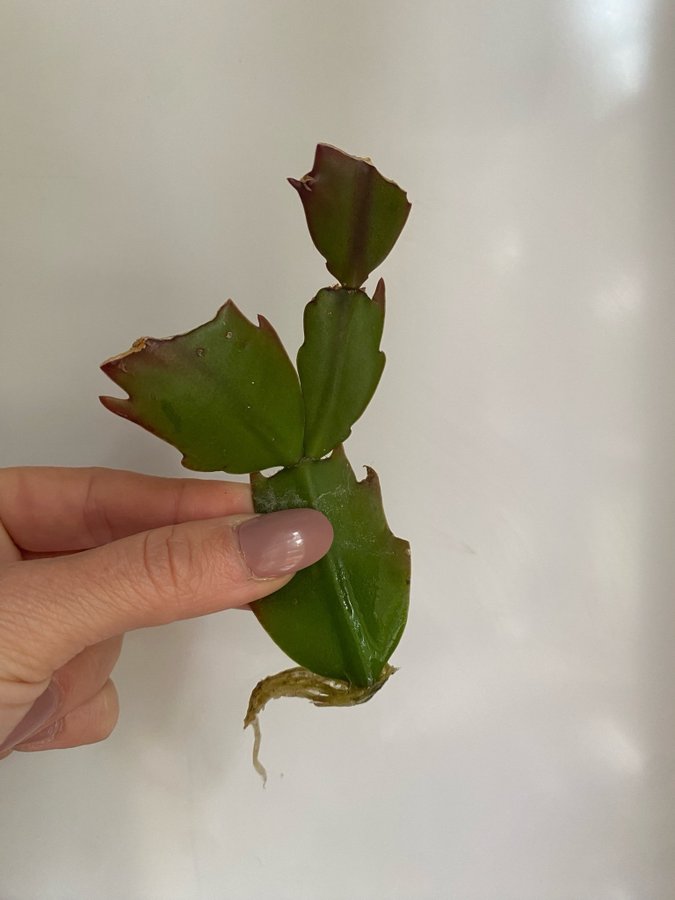 *SCHLUMBERGERA TRUNCATA/NOVEMBERKAKTUS* blommor i cerise färg