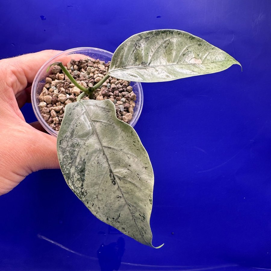 Hoya coriacea ’Silver’ - rotad stickling