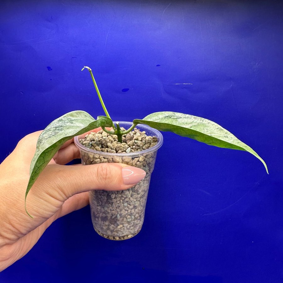 Hoya coriacea ’Silver’ - rotad stickling