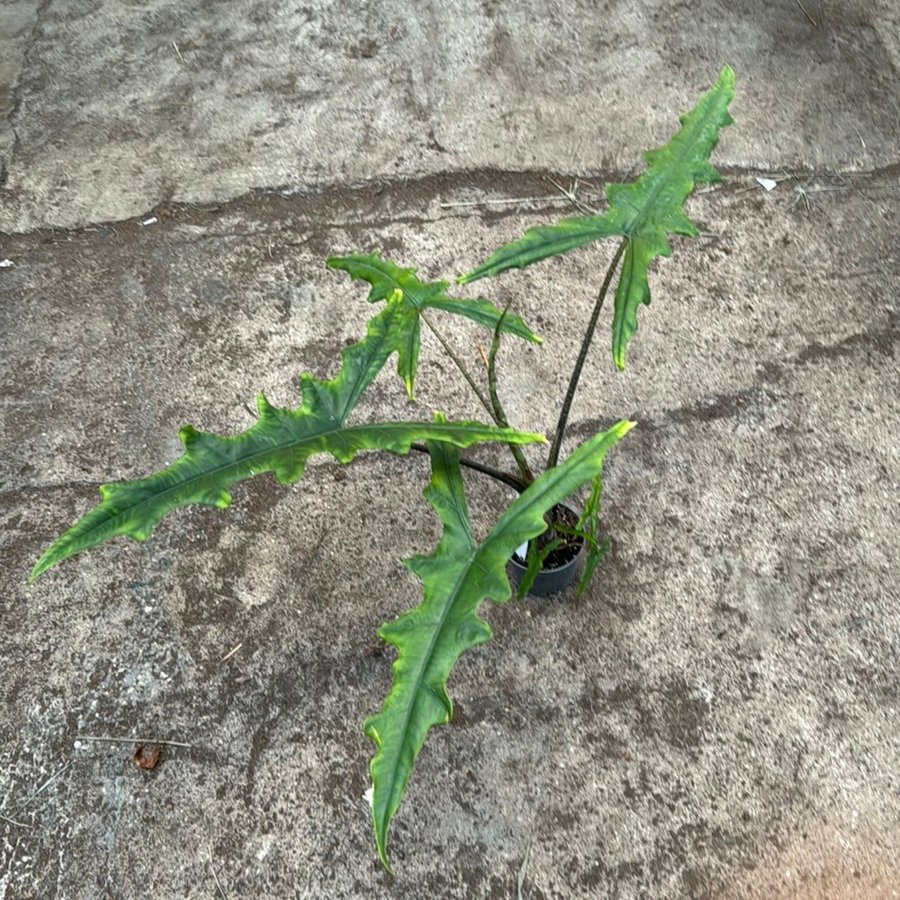 Alocasia Sabrina 12 cm