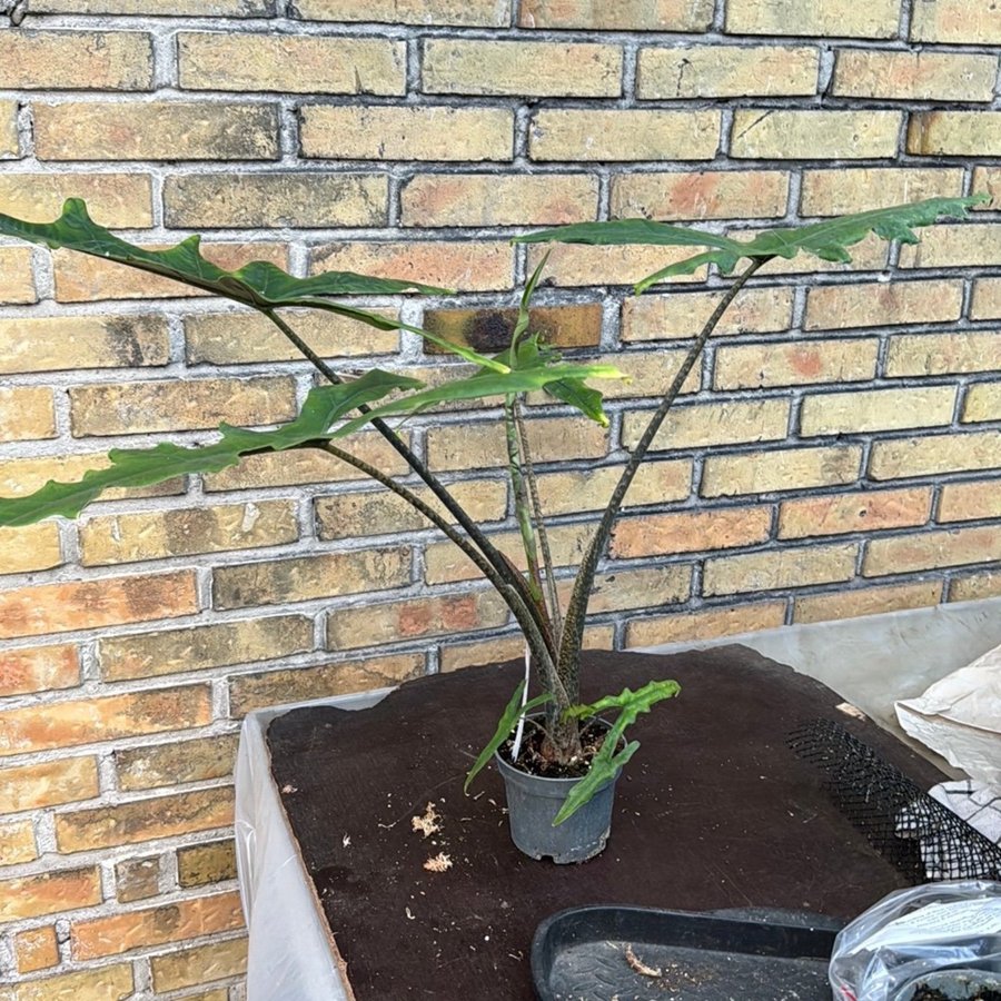 Alocasia Sabrina 12 cm