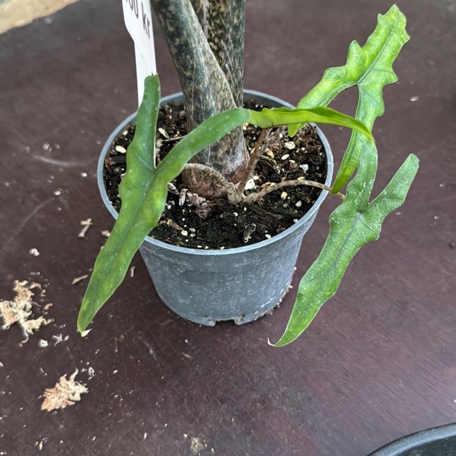 Alocasia Sabrina 12 cm