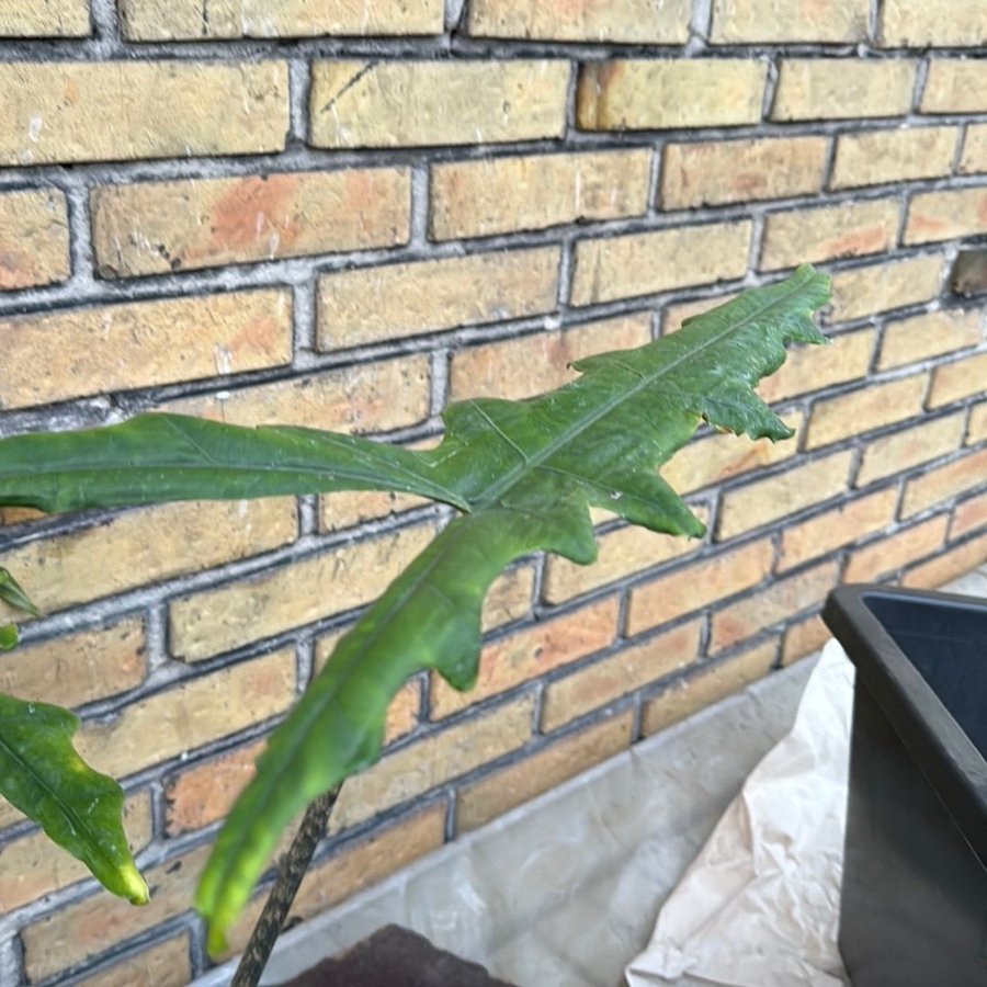 Alocasia Sabrina 12 cm