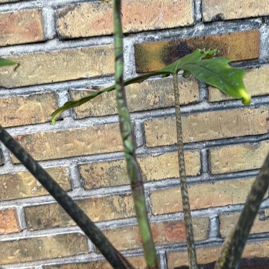 Alocasia Sabrina 12 cm