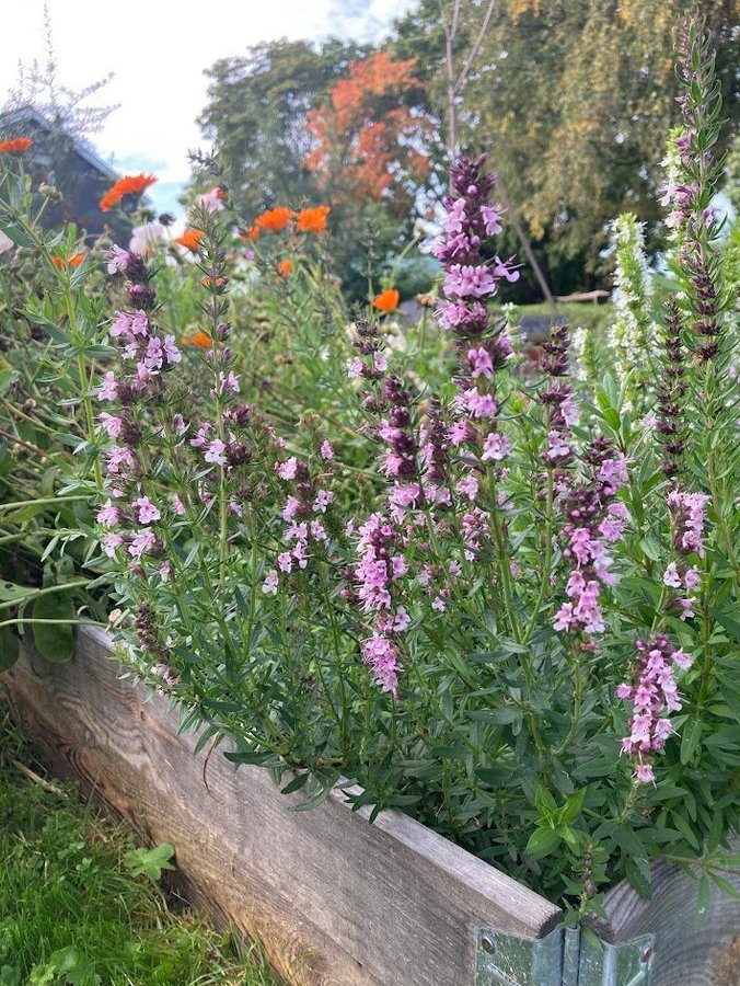 Isop, (rosa) traditionell medicinalväxt och kryddört, ca 50fröer