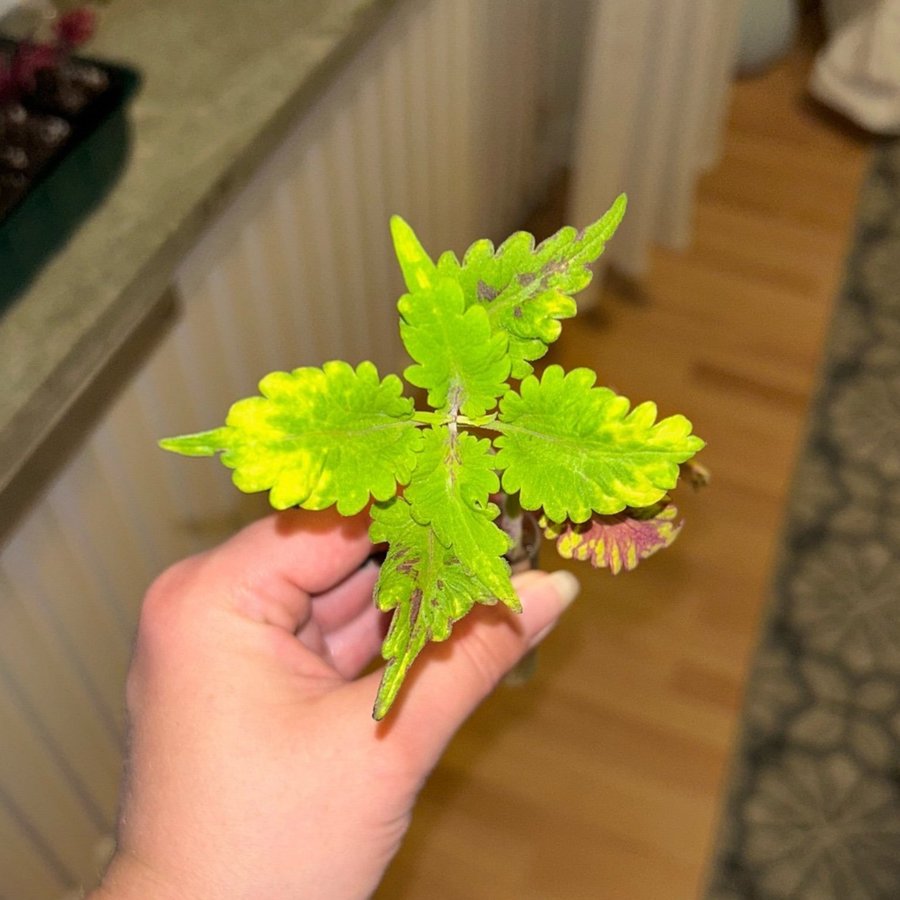 Palettblad Coleus Blairs Witch rotad stickling