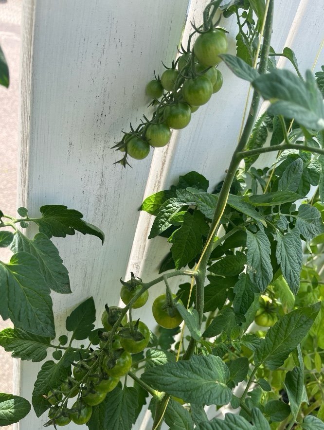 ERBJUDANDE/// Ca 20 frön av Rapunzel tomat, testade i min trädgård i flera år