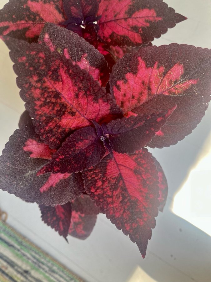 Stickling Palettblad Coleus Morgan le Fay