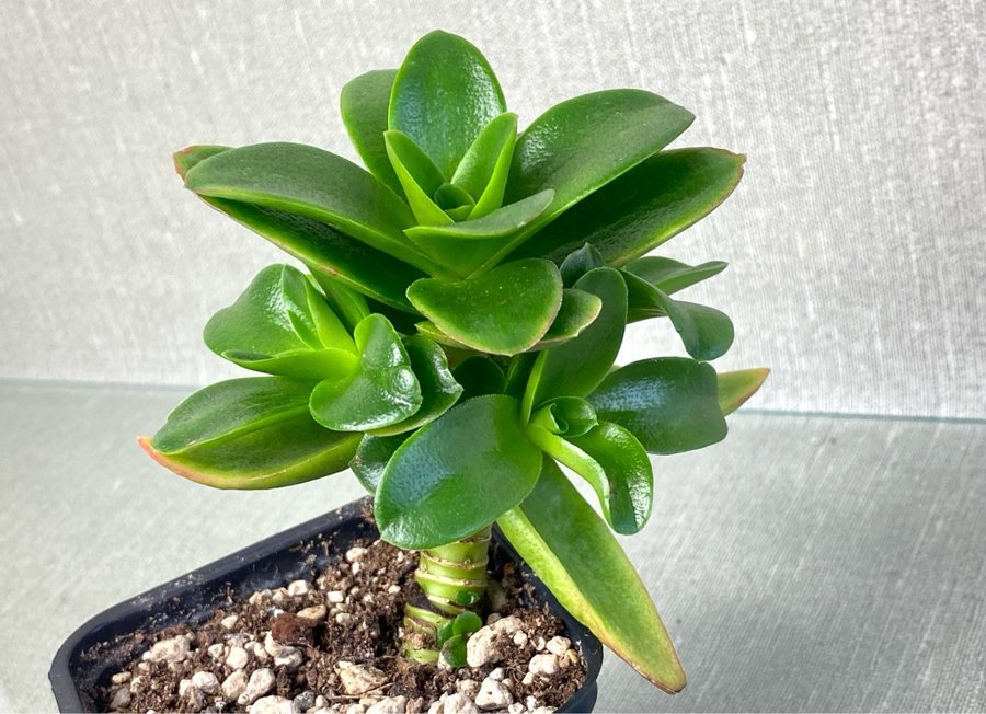 Crassula capitella Campfire