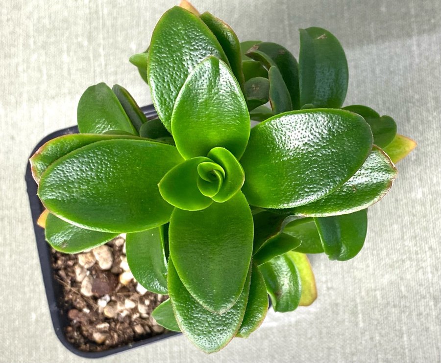 Crassula capitella Campfire