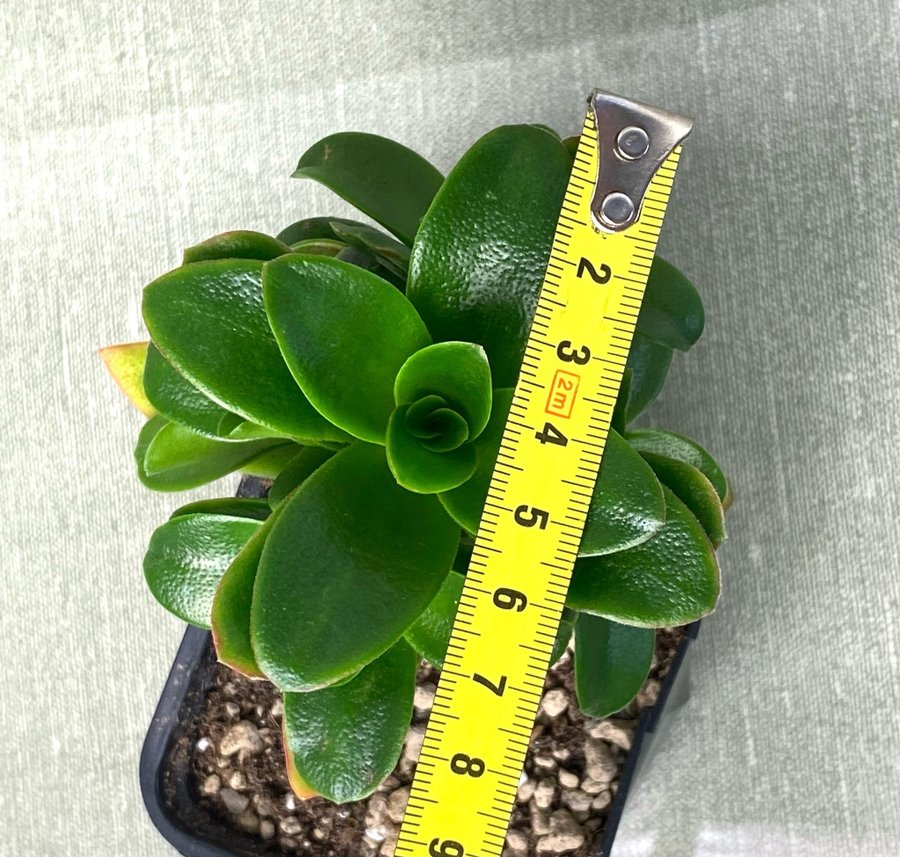 Crassula capitella Campfire