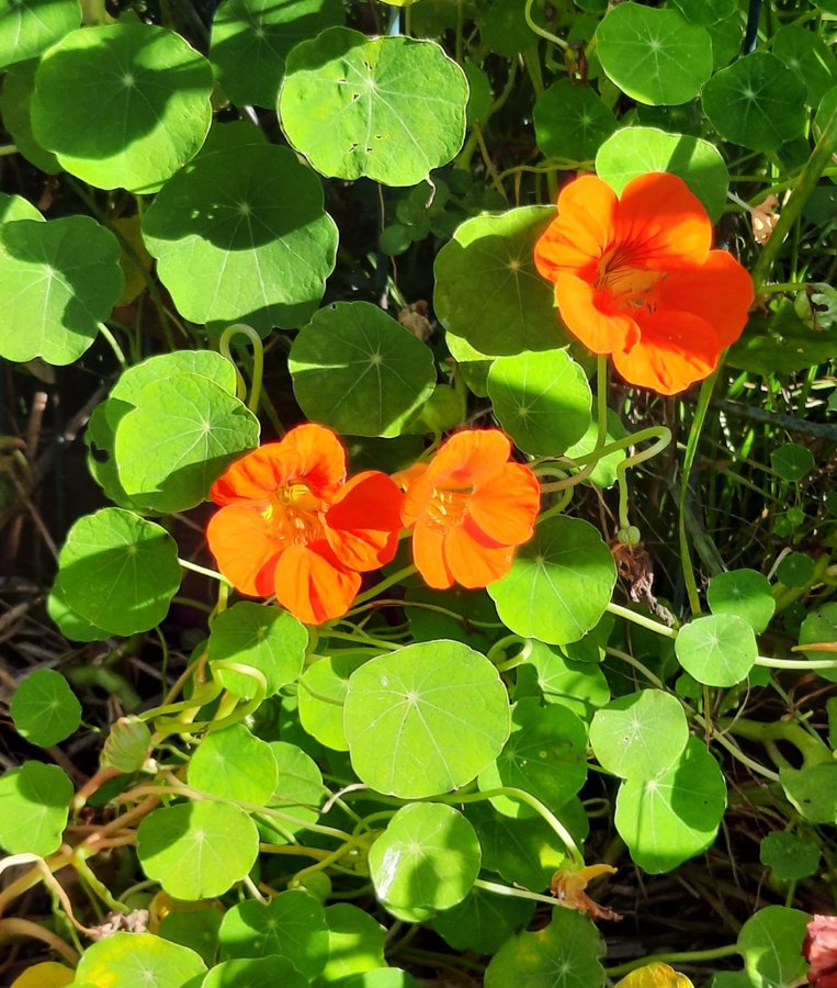 EKOLOGISK Blomsterkrasse( ettårig) 15 st fröer.