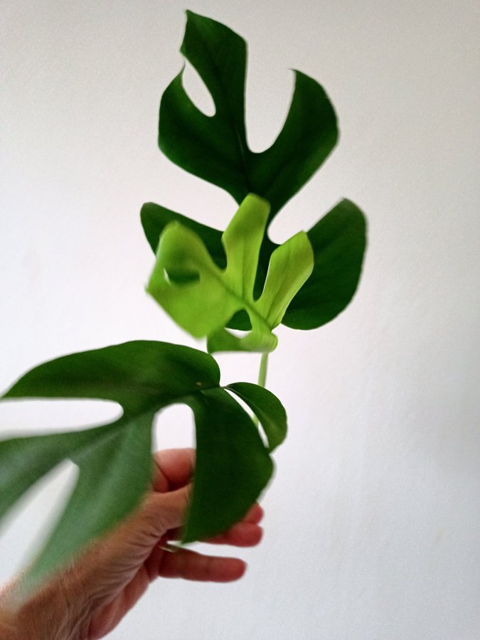 MONSTERA Rhaphidophora " TETRASPERMA","- stickling