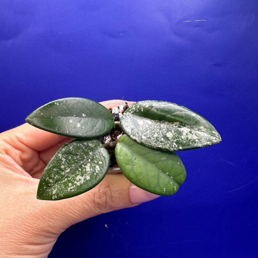 Hoya carnosa ’Wilbur Graves’ - rotade sticklingar