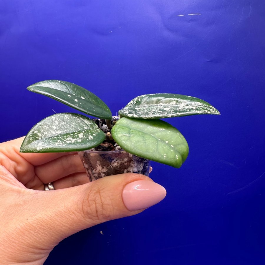 Hoya carnosa ’Wilbur Graves’ - rotade sticklingar