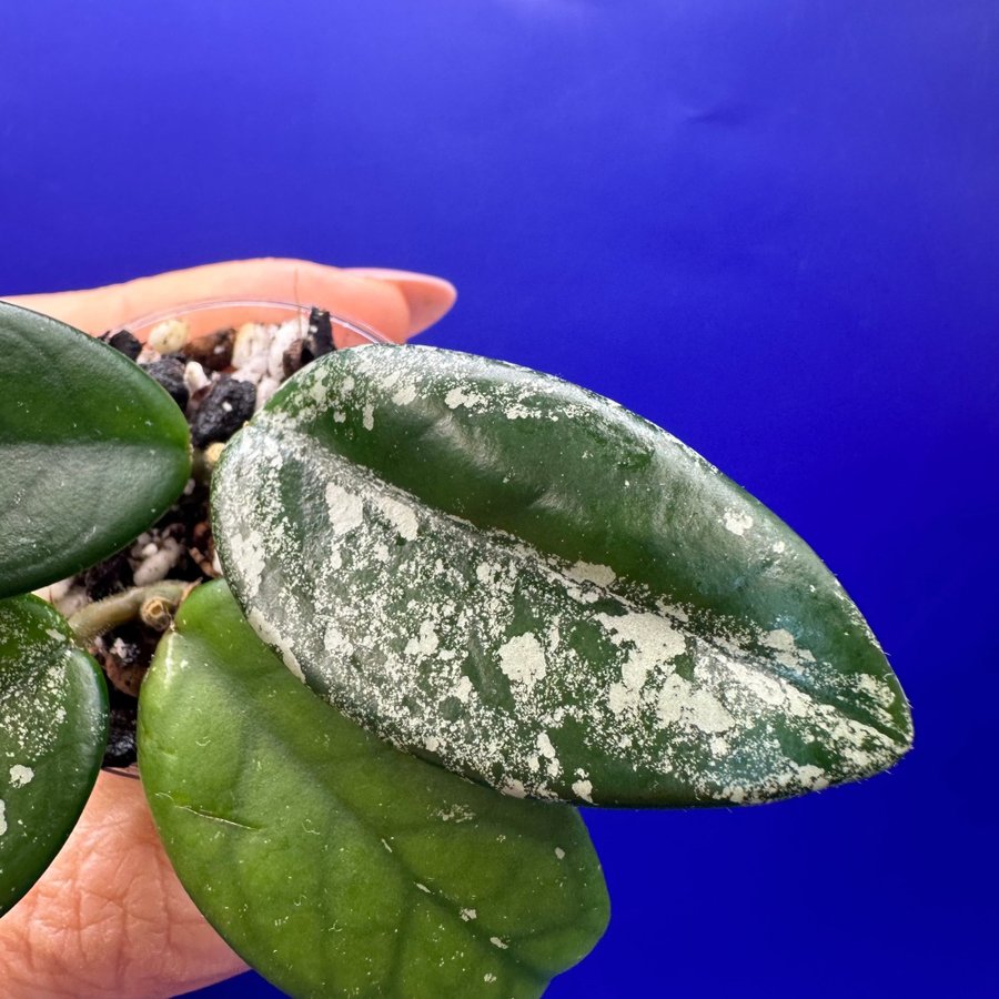 Hoya carnosa ’Wilbur Graves’ - rotade sticklingar