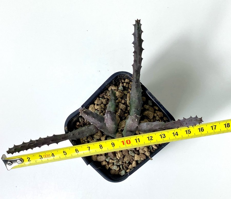 Huernia pendurata