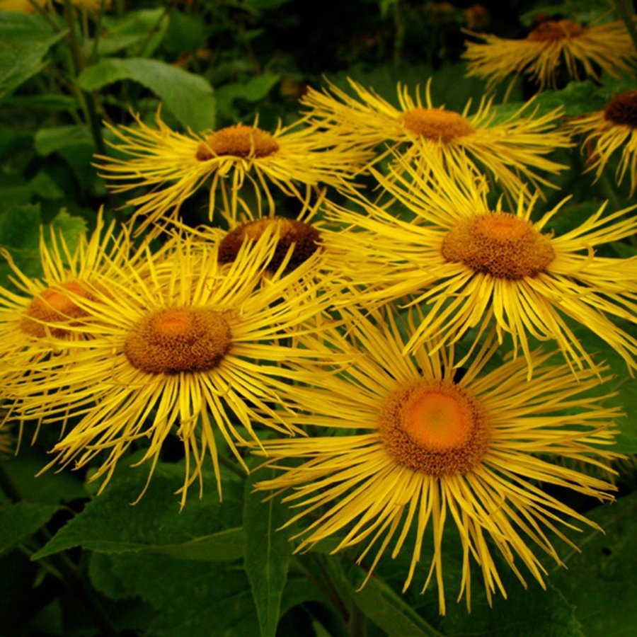 Strålöga, flerårig, höjd ca 150 cm, blomtid juli-september, minst 200 frön