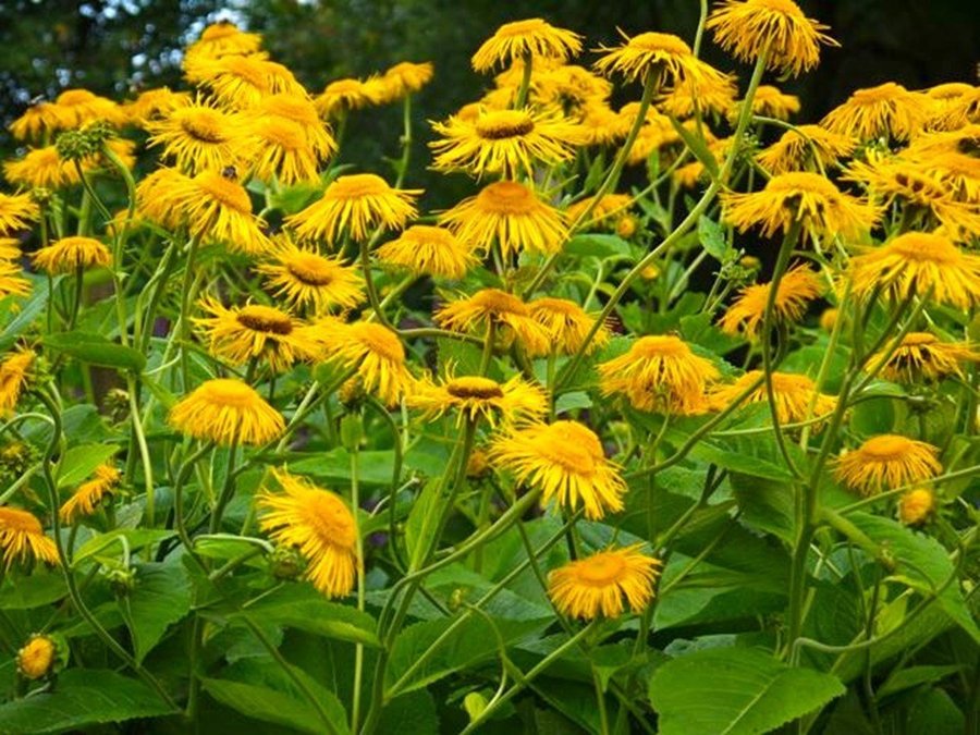 Strålöga, flerårig, höjd ca 150 cm, blomtid juli-september, minst 200 frön