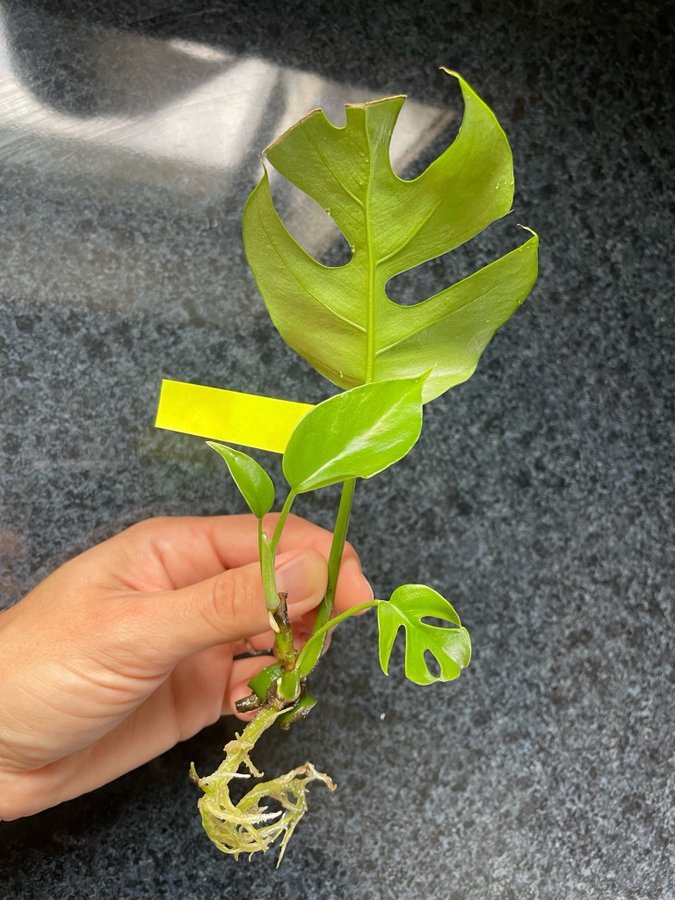 Monstera Deliciosa stickling