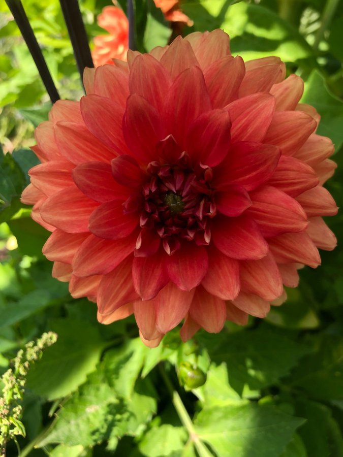 Dahlia frön olika sorter