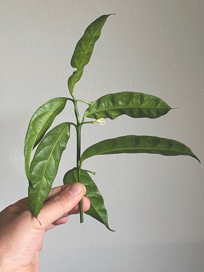 Hoya decipulae