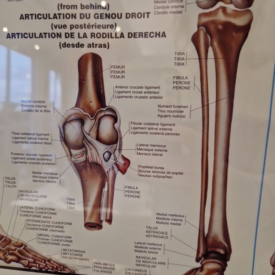 Anatomisk skelett tavla, 100cm x 70cm