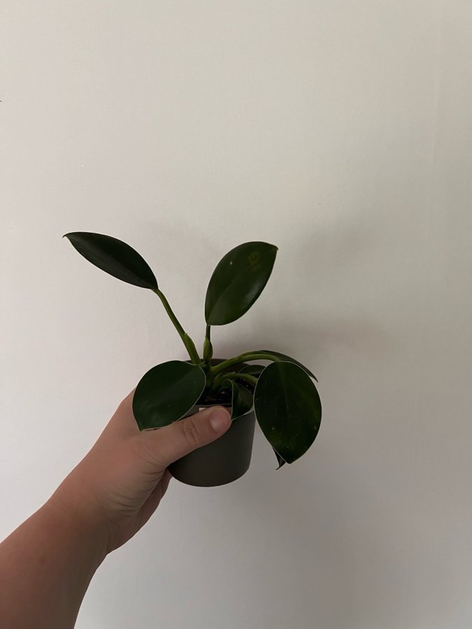 Philodendron Green Princess