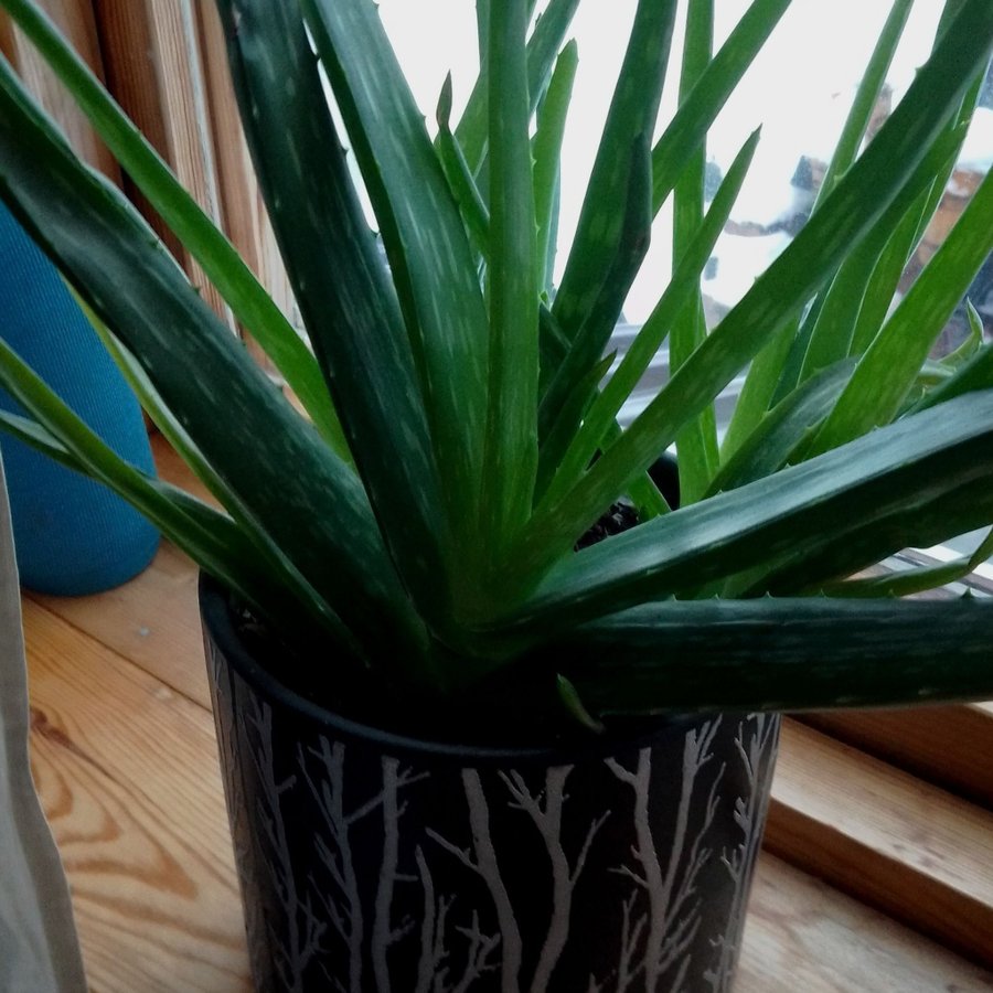 Aloe Vera