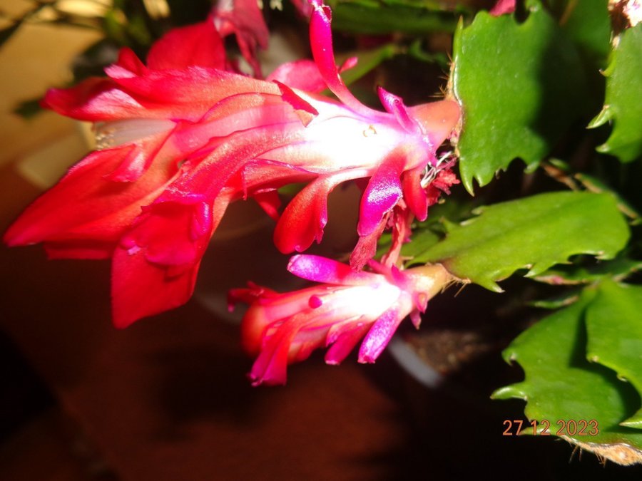 Schlumbergera Thor Wild Cactus Redorotad sticklingOvanlig sort!