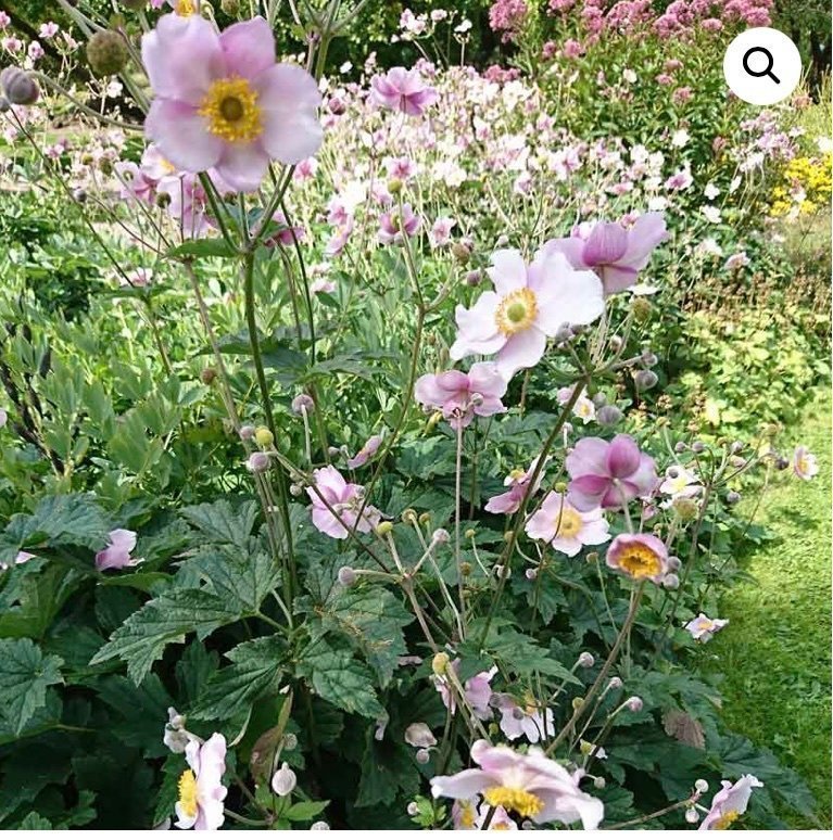 Anemone höst anemon peren